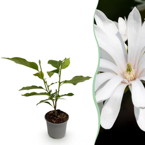 Livraison plante Magnolia stellata Royal Star – Pot 12 cm – Hauteur 30 cm
