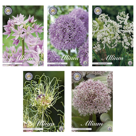 Livraison plante Mélange d'Alliums - 46 bulbes