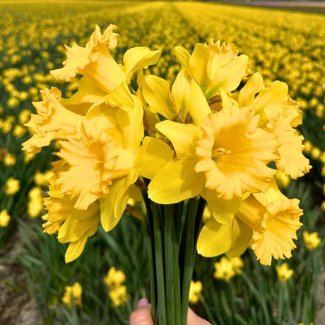 Livraison plante Mélange moyen de Narcisses - 50 Bulbes