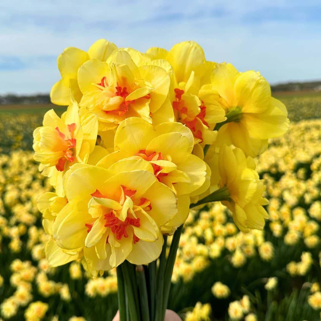 Livraison plante Mélange moyen de Narcisses - 50 Bulbes