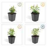 Livraison plante Millepertuis à grandes fleurs