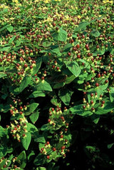 Livraison plante Millepertuis inodore 'Beauty'