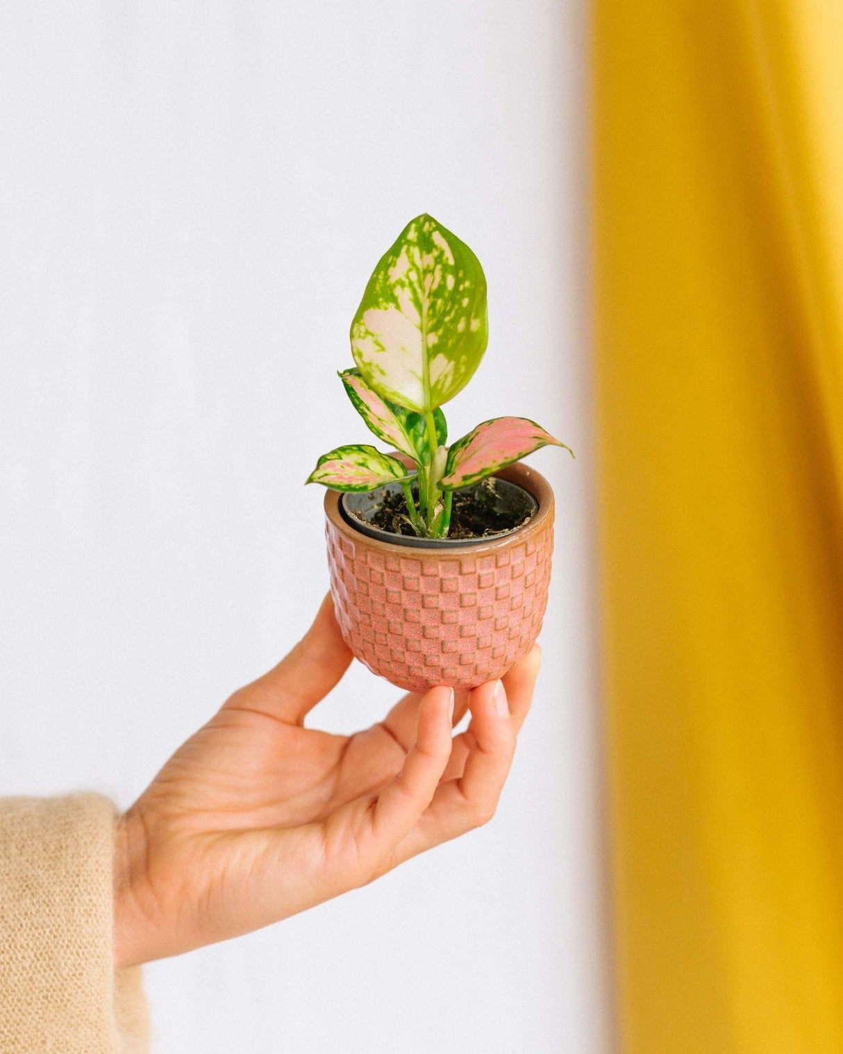 Livraison plante Mini Aglaonema Pink