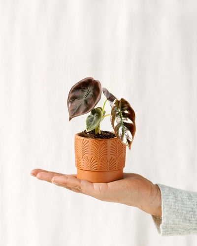 Mini Alocasia Cuprea Vermelha