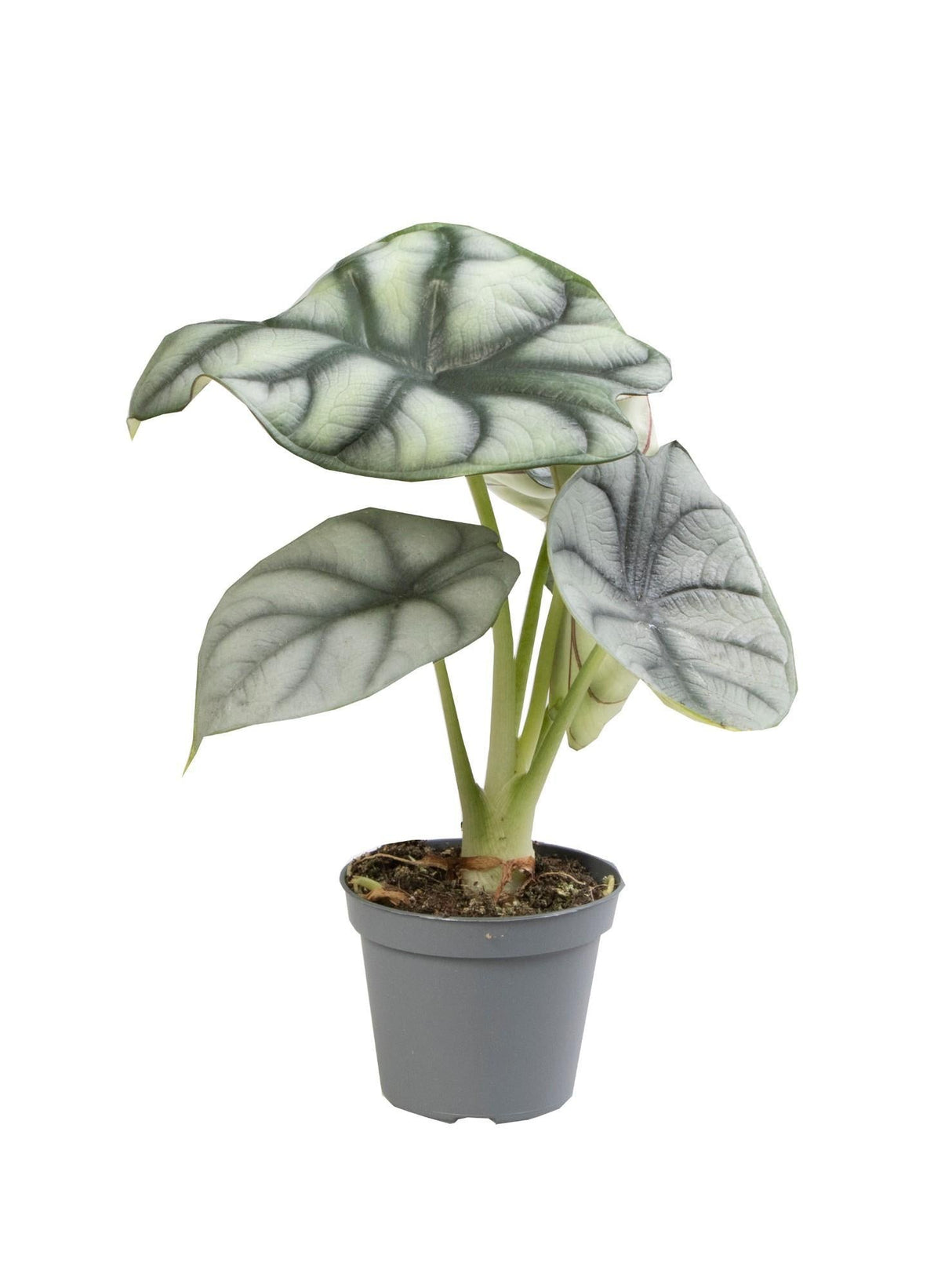 Livraison plante Mini Alocasia Silver Dragon