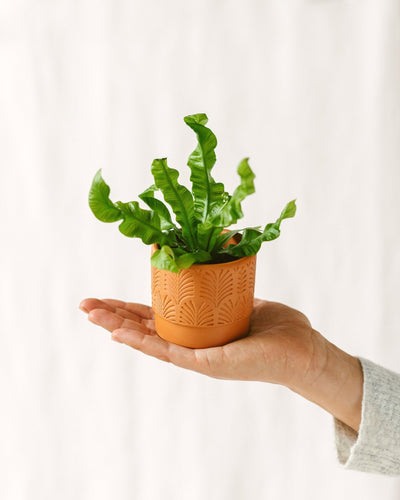 Mini Asplênio Crocante