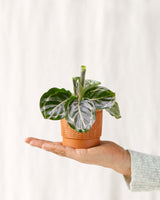 Livraison plante Mini Calathea Roseopicta Green