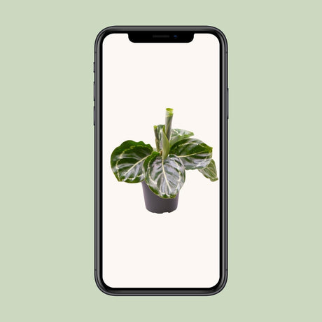 Livraison plante Mini Calathea Roseopicta Green