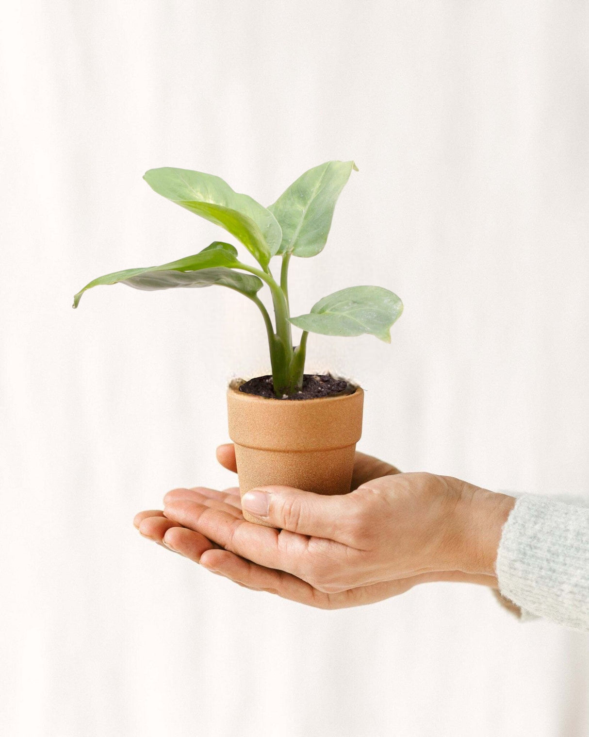 Livraison plante Mini Dieffenbachia Maculata Compacta