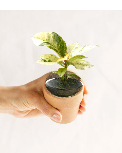 Mini Ficus Elástica Schrijveriana