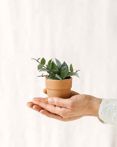 Mini Hoya Krohniana esquimó