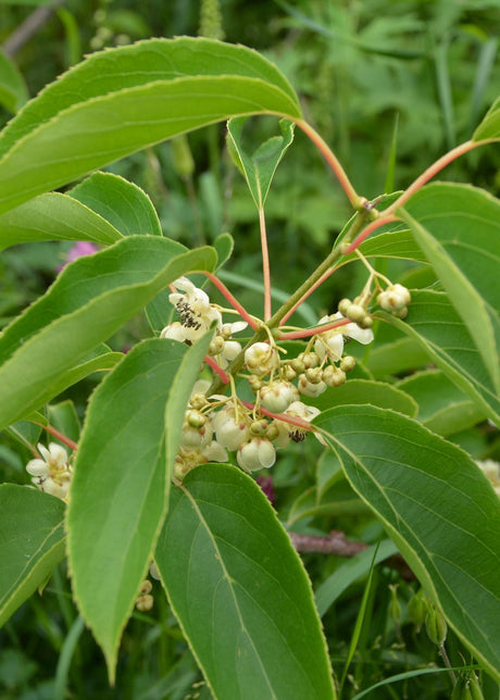 Livraison plante Mini kiwi Actinidia arguta 'issai' lot de 3 - ↨45cm - Ø13 - arbuste fruitier