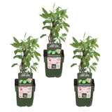 Livraison plante Mini kiwi Actinidia arguta 'issai' lot de 3 - ↨45cm - Ø13 - arbuste fruitier