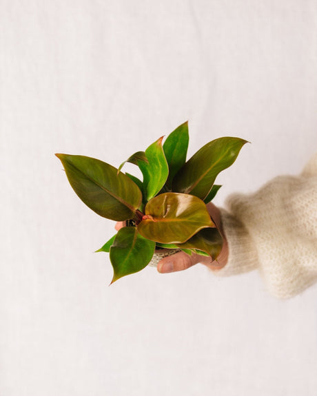 Livraison plante Mini Philodendron Prince of orange