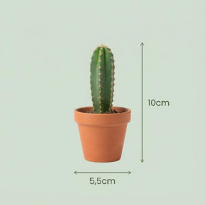 Livraison plante Mix Cactus & Succulentes