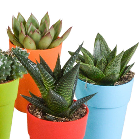 Livraison plante Mix de 15 cactus et succulentes et leurs caches - pots colorés h13cm