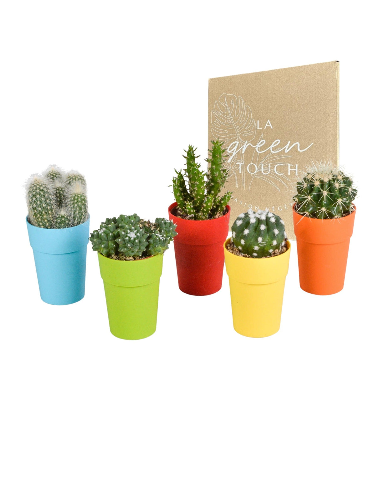 Livraison plante Mix de 5 cactus et leurs caches - pots colorés h16cm