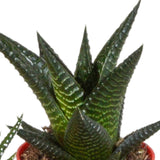 Livraison plante Mix de 5 Gasteria et Haworthia h16cm