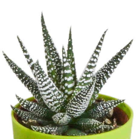 Livraison plante Mix de 5 Gasteria et Haworthia h16cm