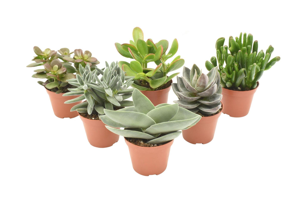 Livraison plante Mix de 6 Crassula