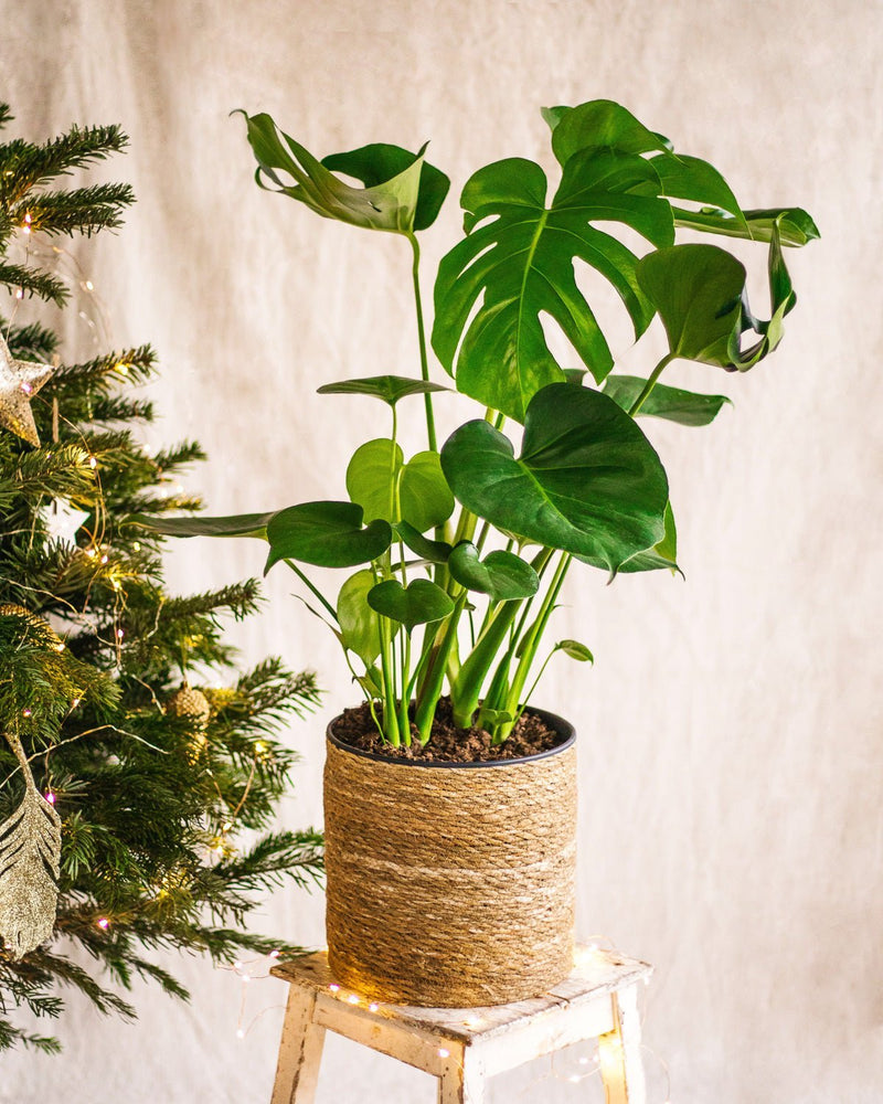 Livraison plante Monstera de Noel