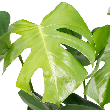 Livraison plante Monstera Deliciosa