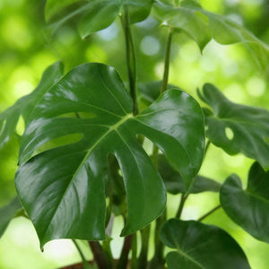 Livraison plante Monstera Deliciosa