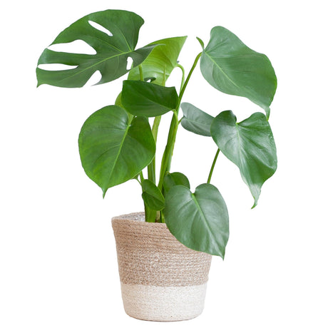 Livraison plante Monstera Deliciosa et son pot