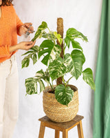 Livraison plante Monstera Deliciosa Variegata XL