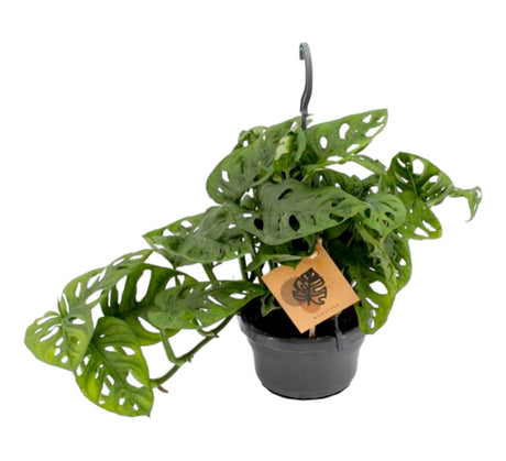 Livraison plante Monstera Monkey Leaf