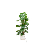 Livraison plante Monstera Pertusum 120cm et son pot