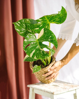 Constelação Monstera Tailandesa
