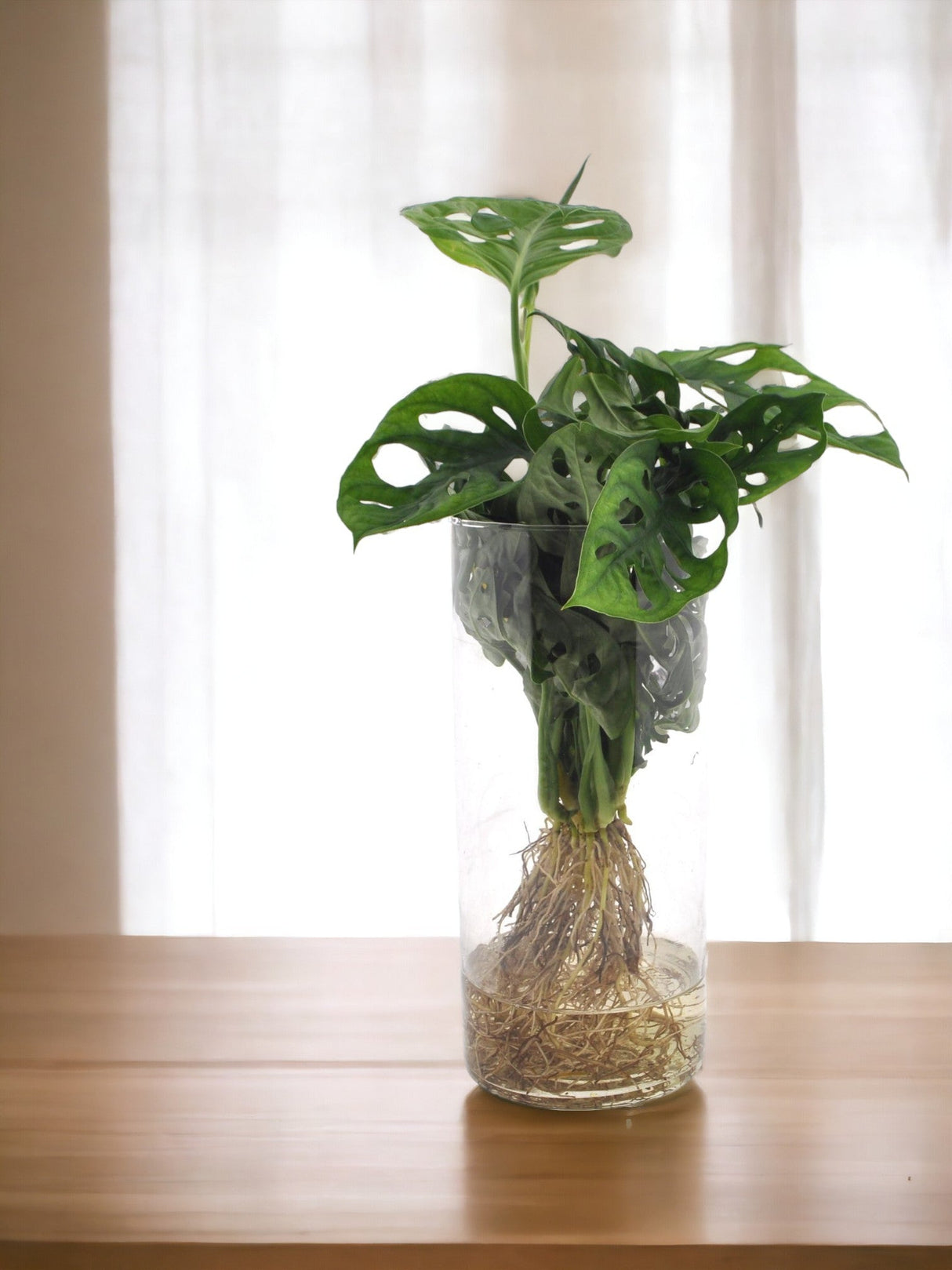 Livraison plante Monstera Vase Cylindrique