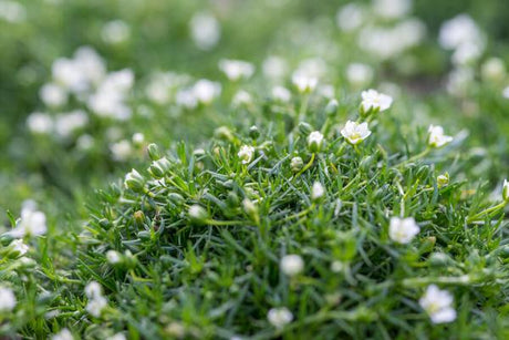 Livraison plante Mousse des rocailles