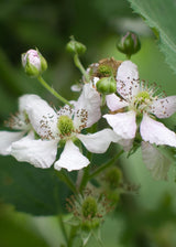 Livraison plante Murier - arbuste fruitier