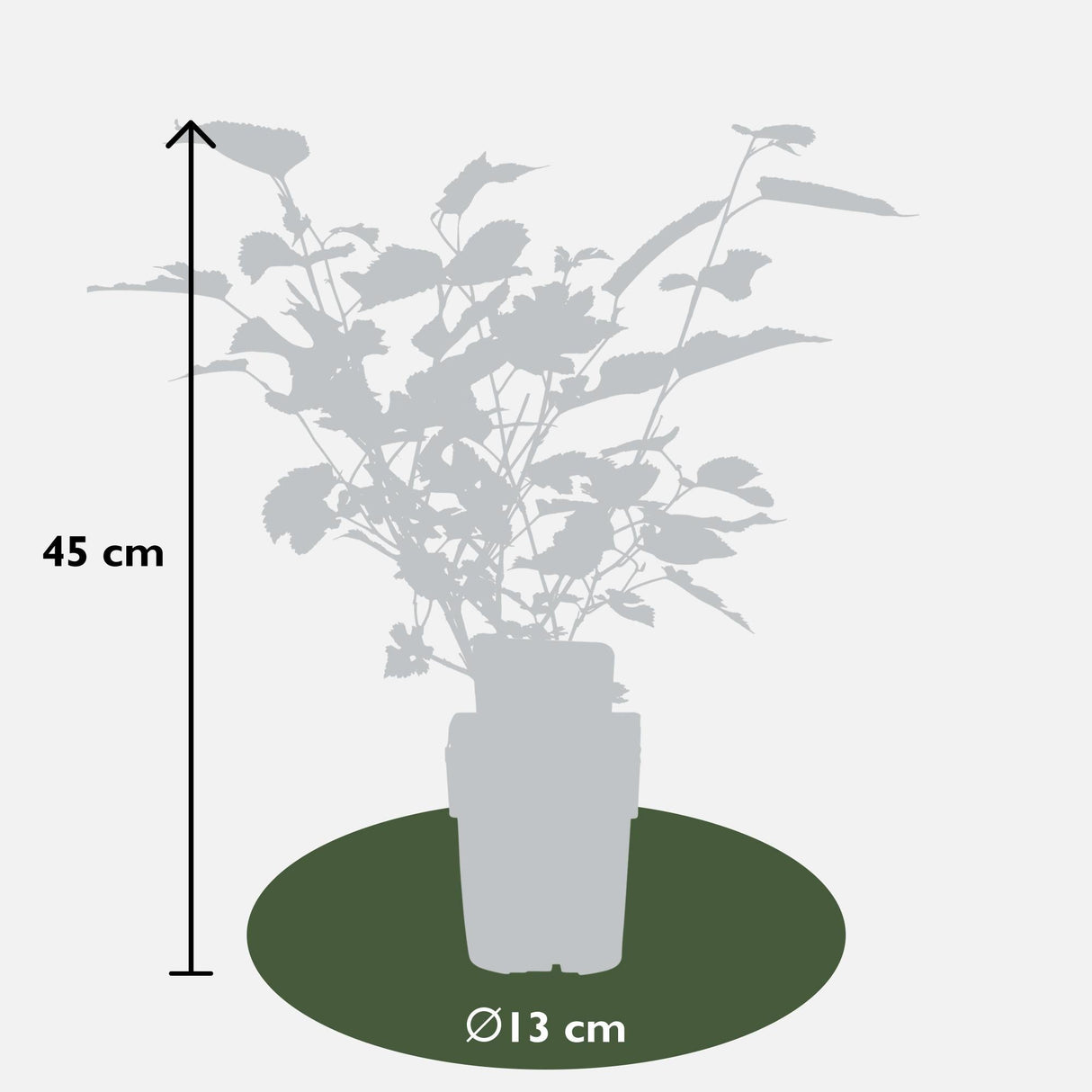 Livraison plante Mûrier Bio