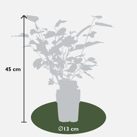 Livraison plante Mûrier Bio