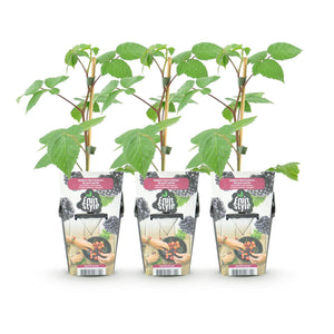 Livraison plante Mûrier Black Satin – Lot de 3 – Pot 9 cm