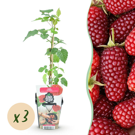 Livraison plante Mûrier - framboisier Tayberry x3