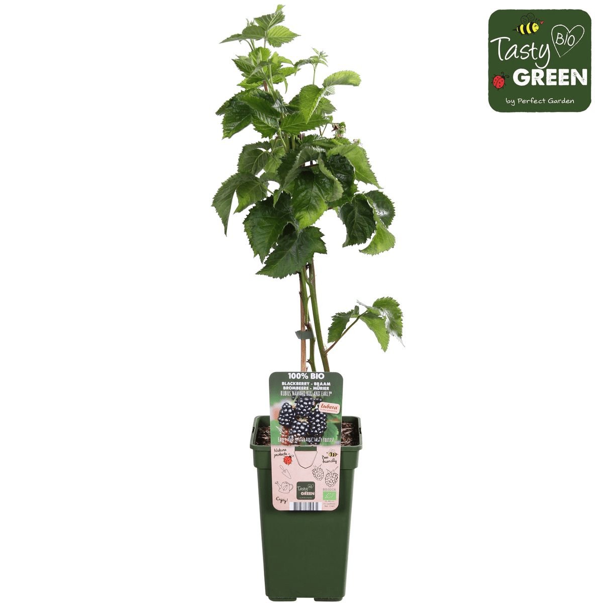 Livraison plante Murier navaho - arbuste fruitier