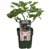 Livraison plante Murier navaho - arbuste fruitier