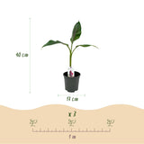 Livraison plante Musa sikkimensis Red Tiger – Lot de 2 – Pot 17 cm
