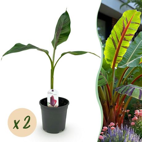 Livraison plante Musa sikkimensis Red Tiger – Lot de 2 – Pot 17 cm