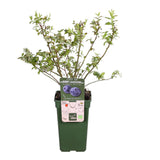 Livraison plante Myrtille Bio