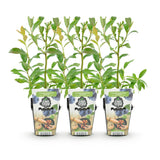 Livraison plante Myrtille Bluecrop – Lot de 3 – Pot 9 cm