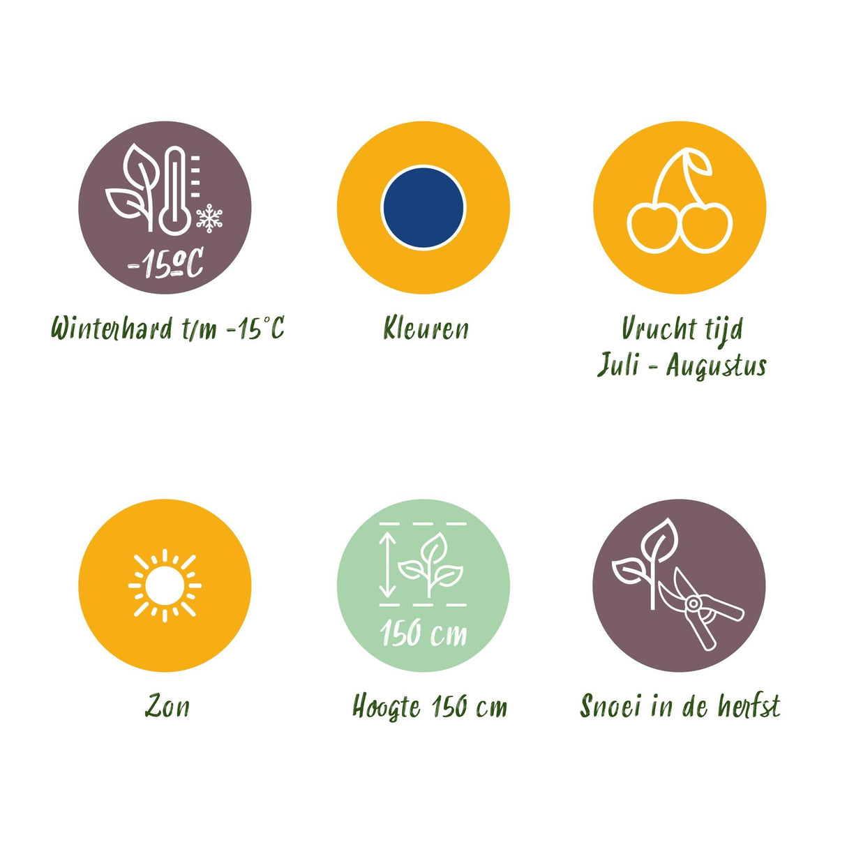 Livraison plante Myrtille Bluecrop – Lot de 3 – Pot 9 cm