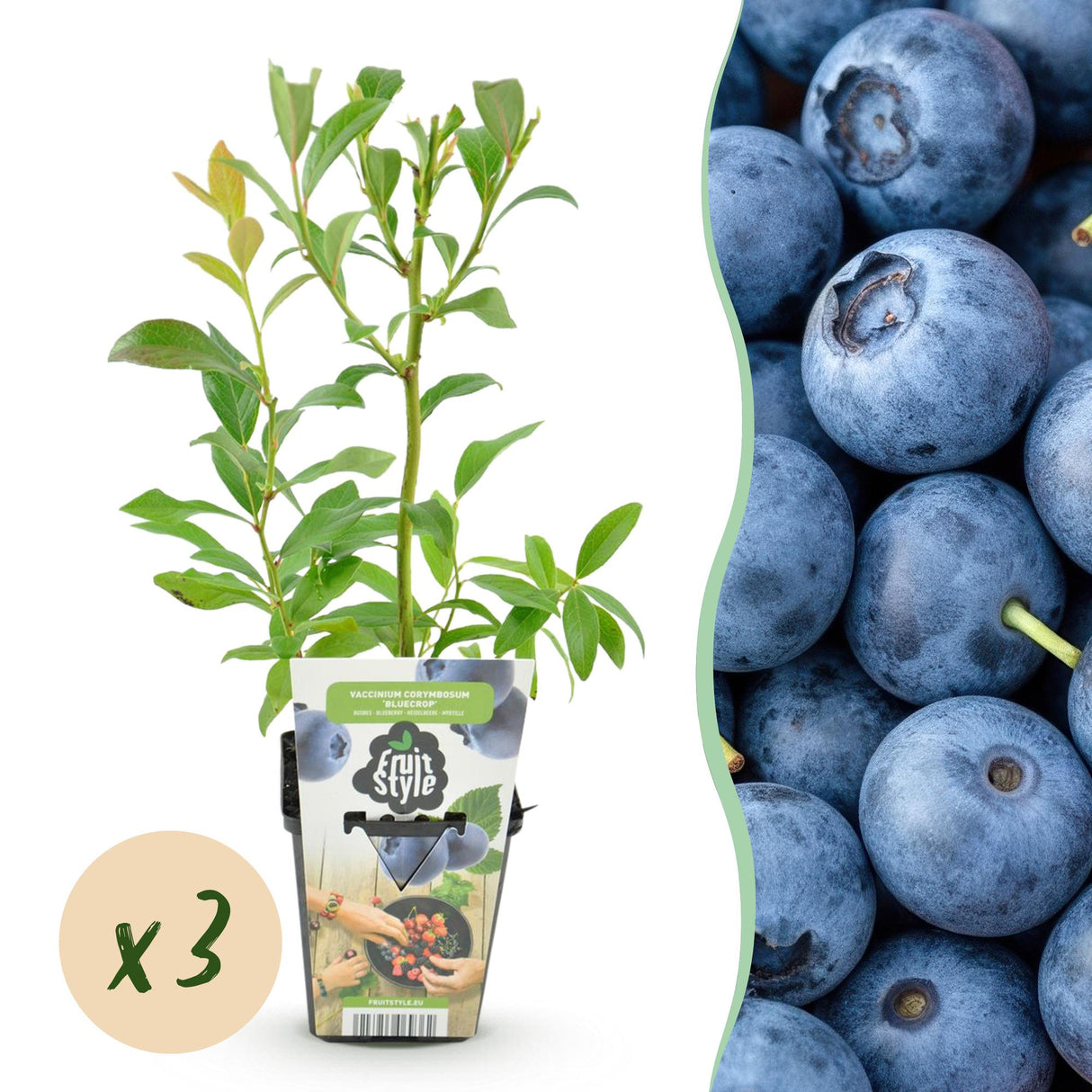 Livraison plante Myrtillier Bluegold – Lot de 3 – Pot 9 cm