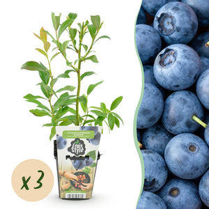 Livraison plante Myrtillier Bluegold x3
