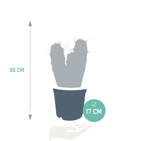 Livraison plante Myrtillocactus geometrizans - cactus d'intérieur