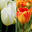 Livraison plante Nadine's Happiness - Tulipes - 30 bulbes